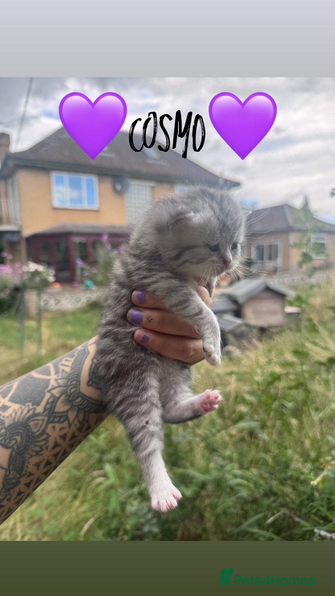 Persian cats for sale: Persian Cross Kittens for sale - Image 3