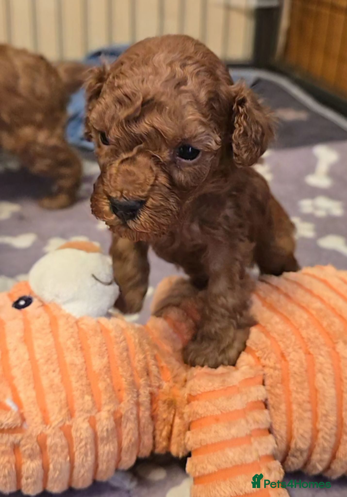 Toy Poodle dogs 🔥🔥2left🔥🔥Exquisite red Toy Poodle 5⭐️licensed - Advert 17