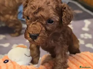 Toy Poodle dogs 🔥🔥2left🔥🔥Exquisite red Toy Poodle 5⭐️licensed - Advert 1