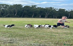 English Springer Spaniel dogs for sale: Stunning DNA Clear KC Springer Spaniel Puppies  - Image 13
