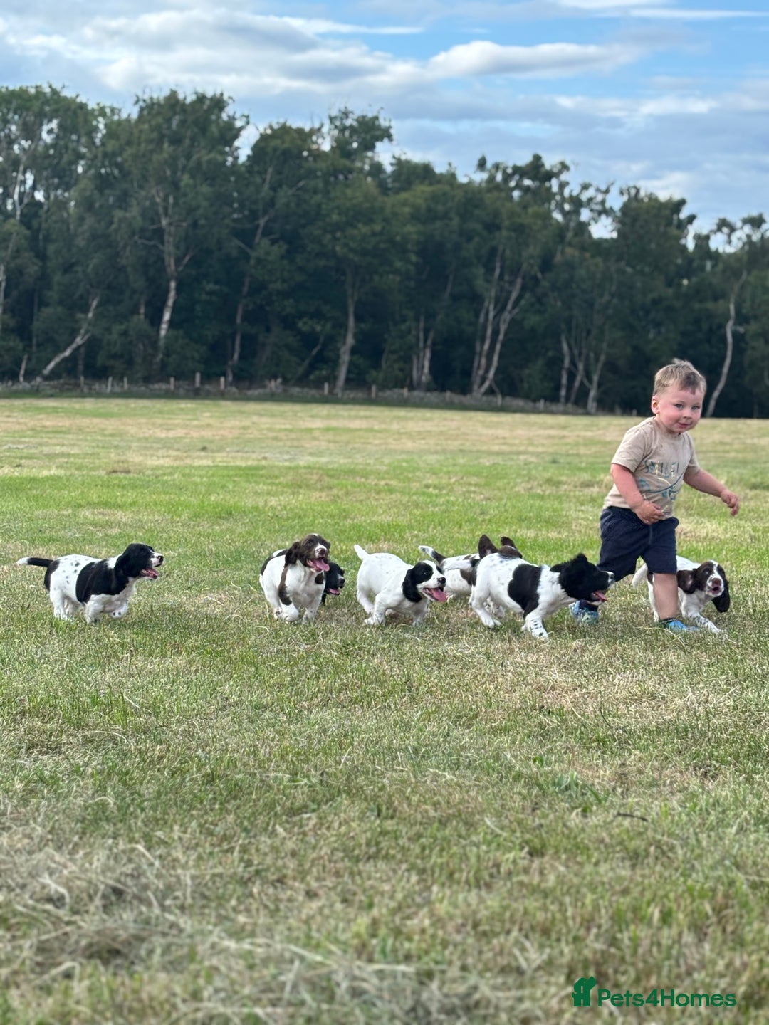 English Springer Spaniel dogs for sale: Stunning DNA Clear KC Springer Spaniel Puppies  - Image 13