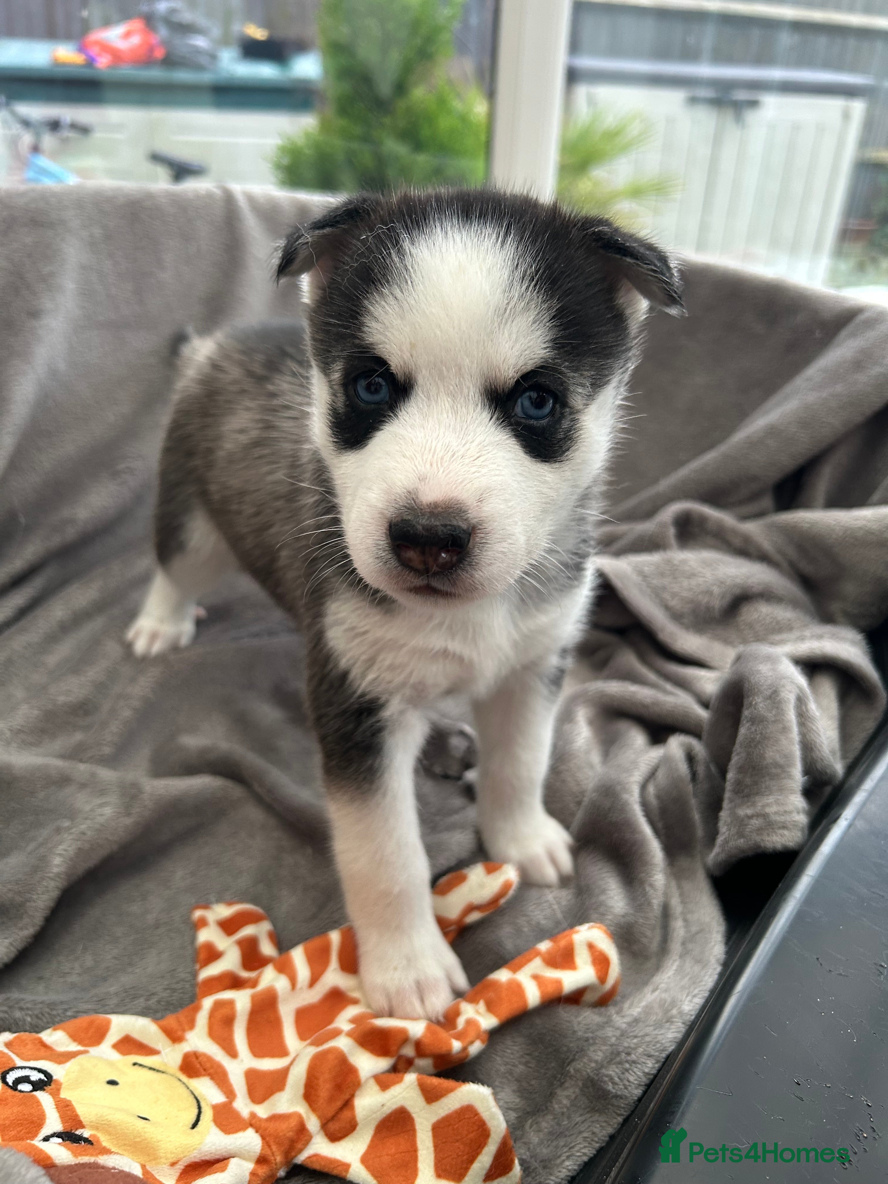 Siberian Husky dogs Gorgeous Siberian husky puppies - Advert 1