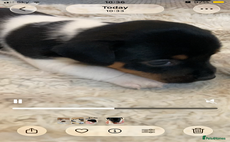 Jack Russell dogs - Advert 2