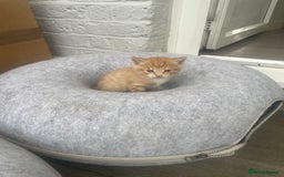 Domestic Shorthair cats for sale: Adorable kittens  - Image 15