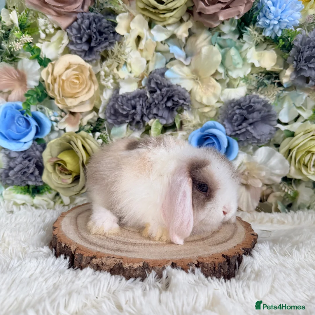 Mini Lop rabbits for sale: Vaccinated Mini Lop Girly ~ Ready Now - Advert 4
