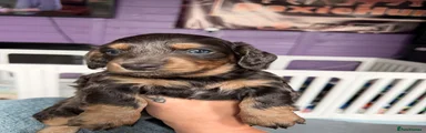 Blue long haired boy