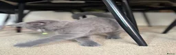 British Shorthair cats for sale: Beautiful british shorthair looking for a new home - Advert 5