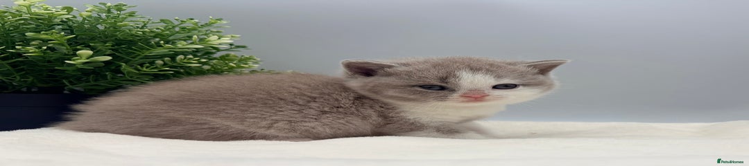 British Shorthair lilac bi colour female 