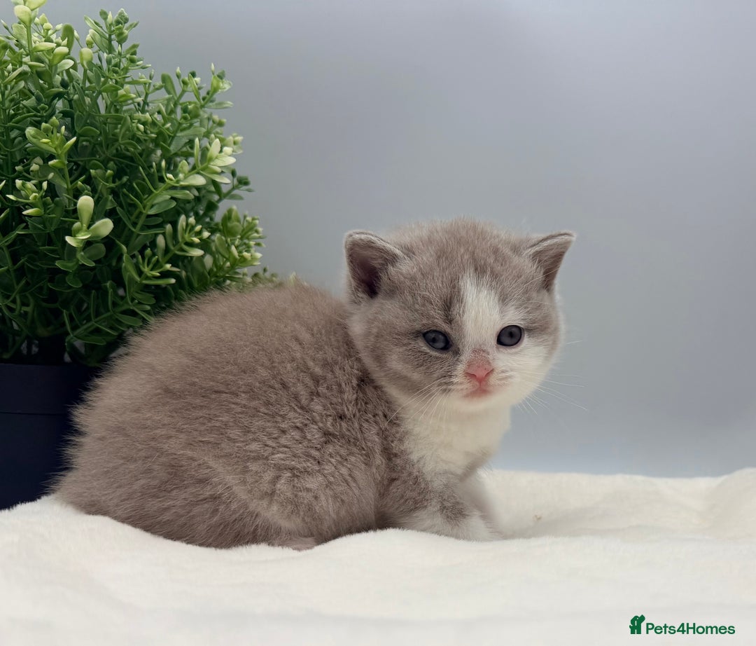 British Shorthair cats for sale: PEDIGREE REGISTERED CHUNKY BRITISH SHORTHAIRS  - Image 31