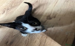 Mixed Breed cats for sale: 4 kittens for sale  - Image 2