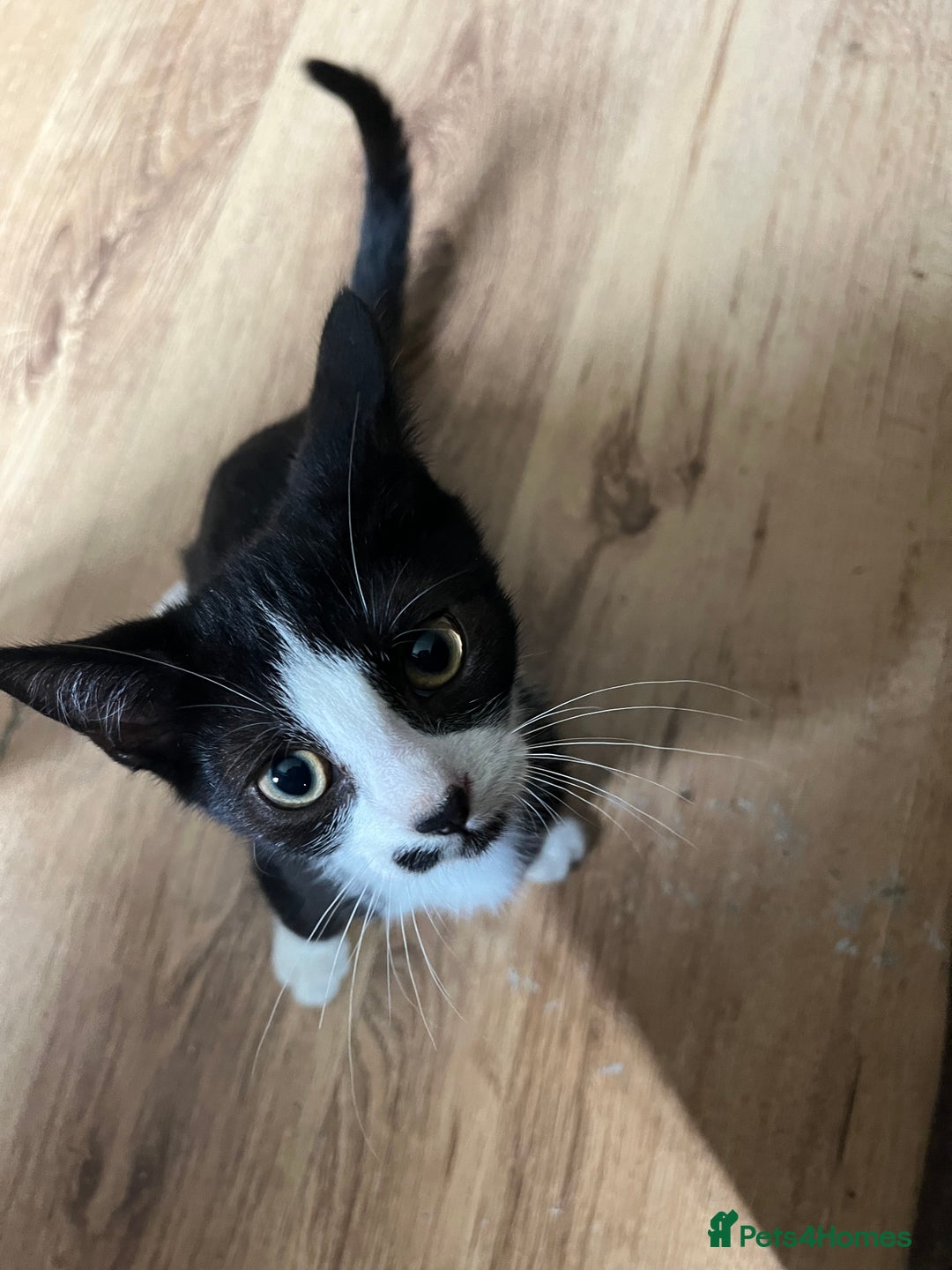 Mixed Breed cats for sale: 4 kittens for sale  - Image 2