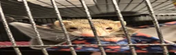 Ferret rodents for sale: 2 female ferrets for sale  in Brighton - Advert 7