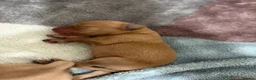 Labrador Retriever dogs for sale: KC Registered Fox Red Labrador Retriever Puppies - Advert 10