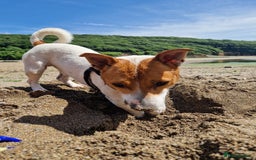 Jack Russell dogs for stud: Jack Russell Stud - Image 1