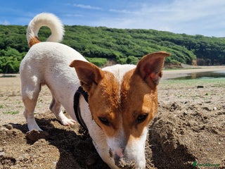 Jack Russell dogs - Advert 6