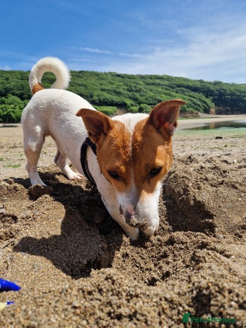 Jack Russell dogs - Advert 1