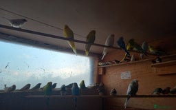 Budgerigars birds for sale: Beautiful baby budgies... - Image 7