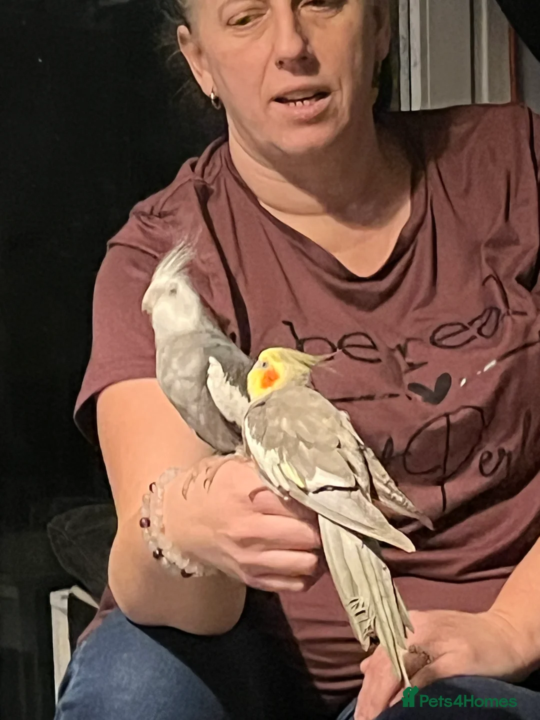 Cockatiels birds for sale: 2 beautiful cockatiels - Advert 4