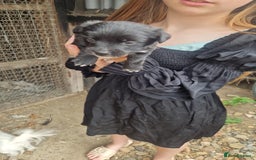 Mixed Breed dogs for sale: 2 female parson terrier x terrier mix - Image 4