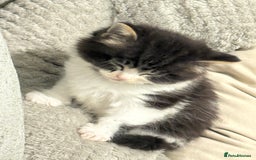 Mixed Breed cats for sale: Male kitten - Image 2