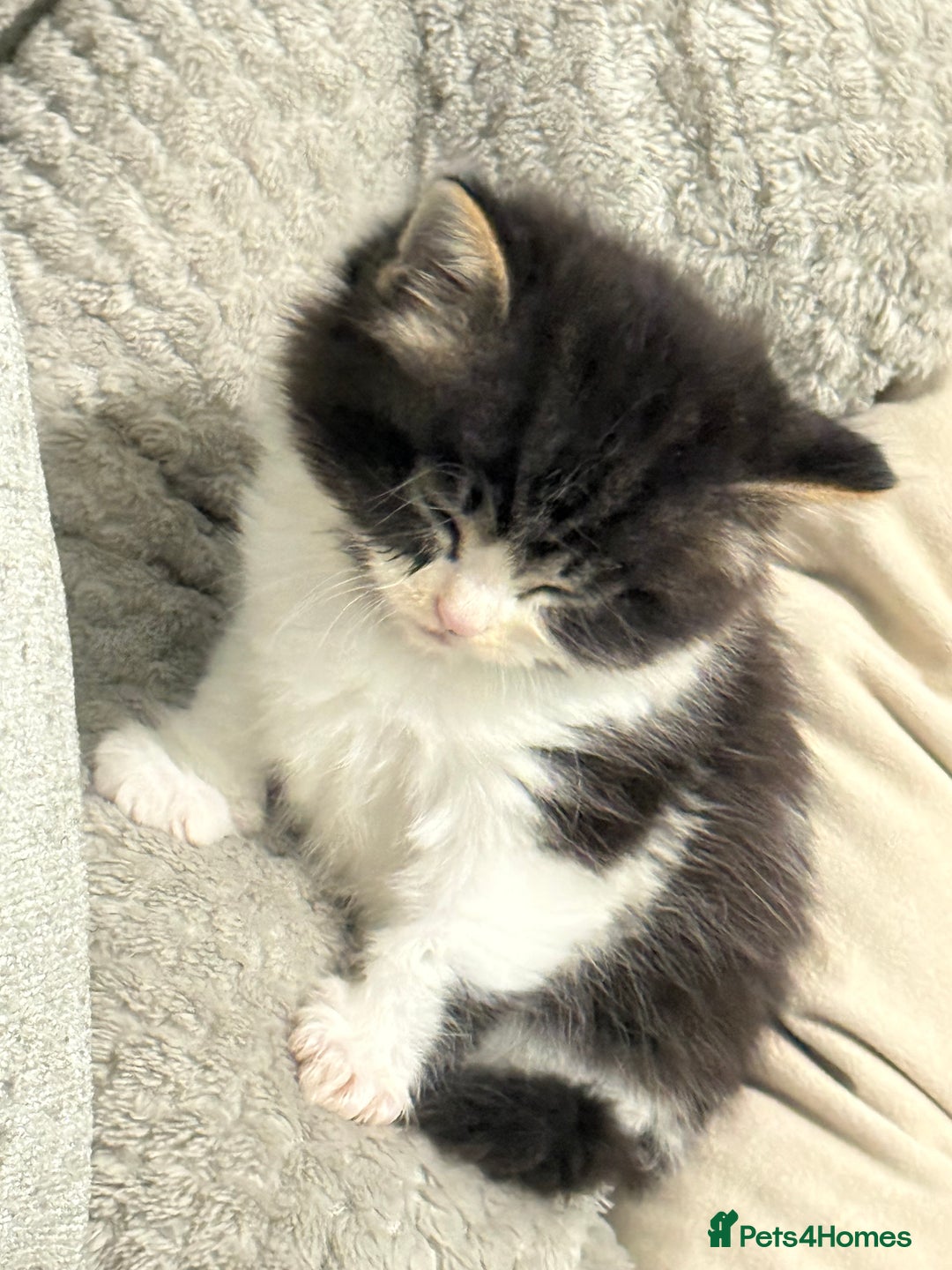 Mixed Breed cats for sale: Male kitten - Image 2
