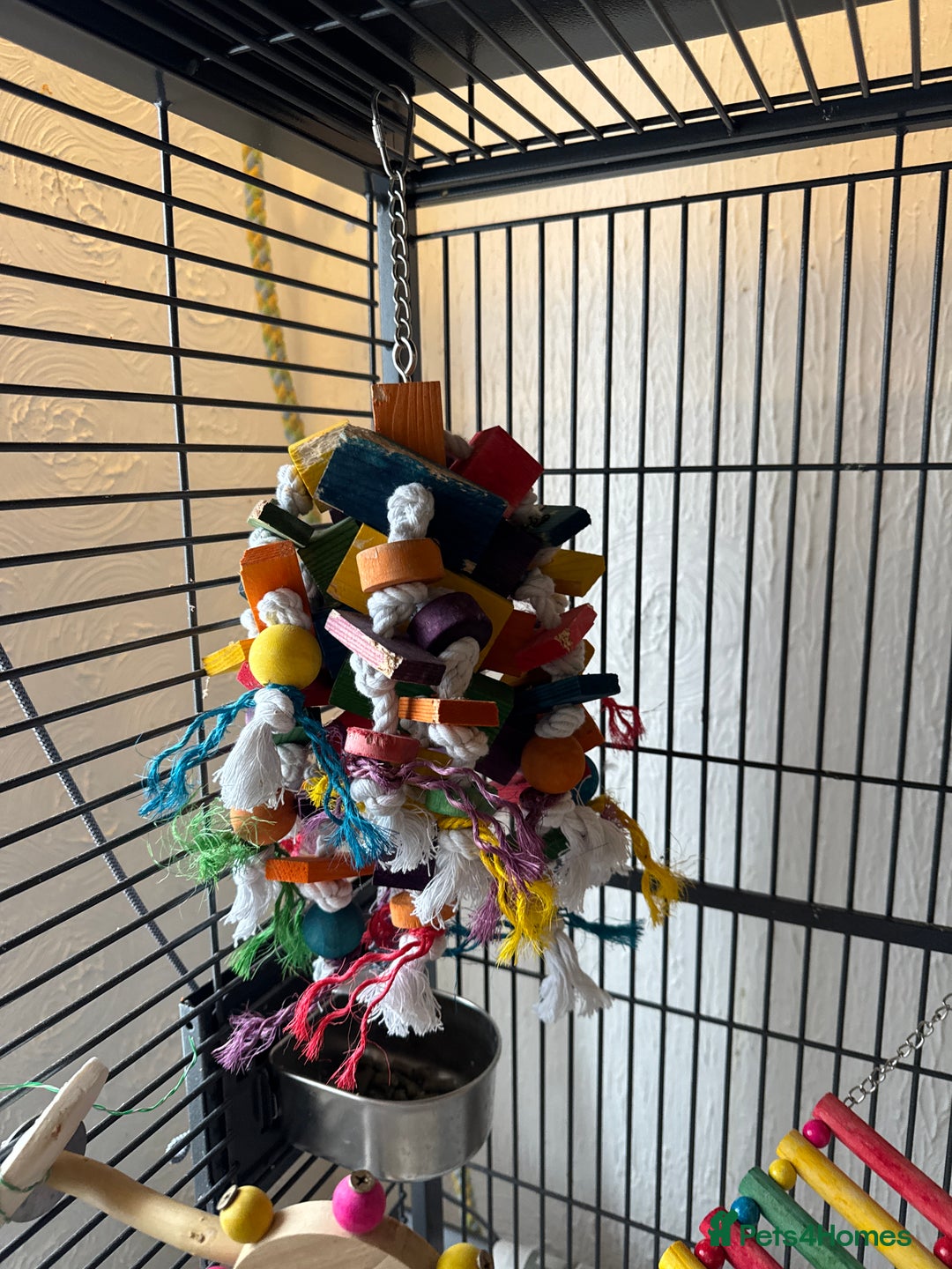 Conures birds for sale: Green cheek conures - Advert 6