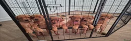 Labrador Retriever dogs for sale: **2 MALES LEFT** Fox red Labrador retrievers - Advert 3