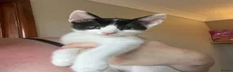 Mixed Breed cats for sale: Urgent home needed please 💙 - Advert 2