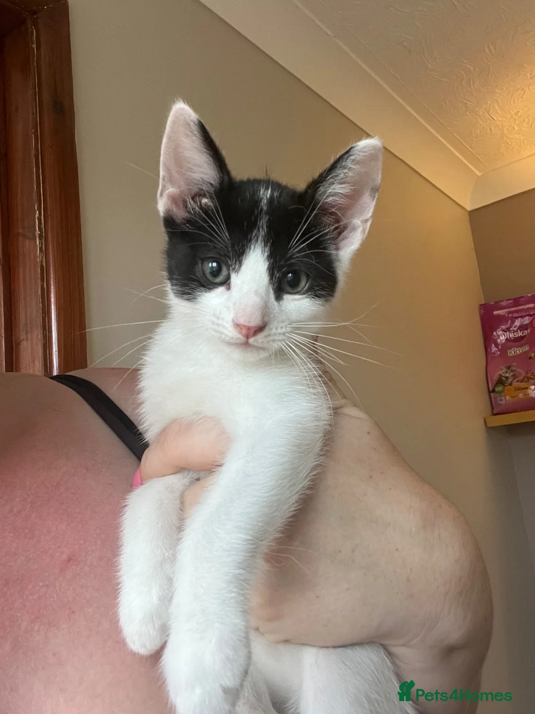 Mixed Breed cats for sale: Urgent home needed please 💙 - Advert 2