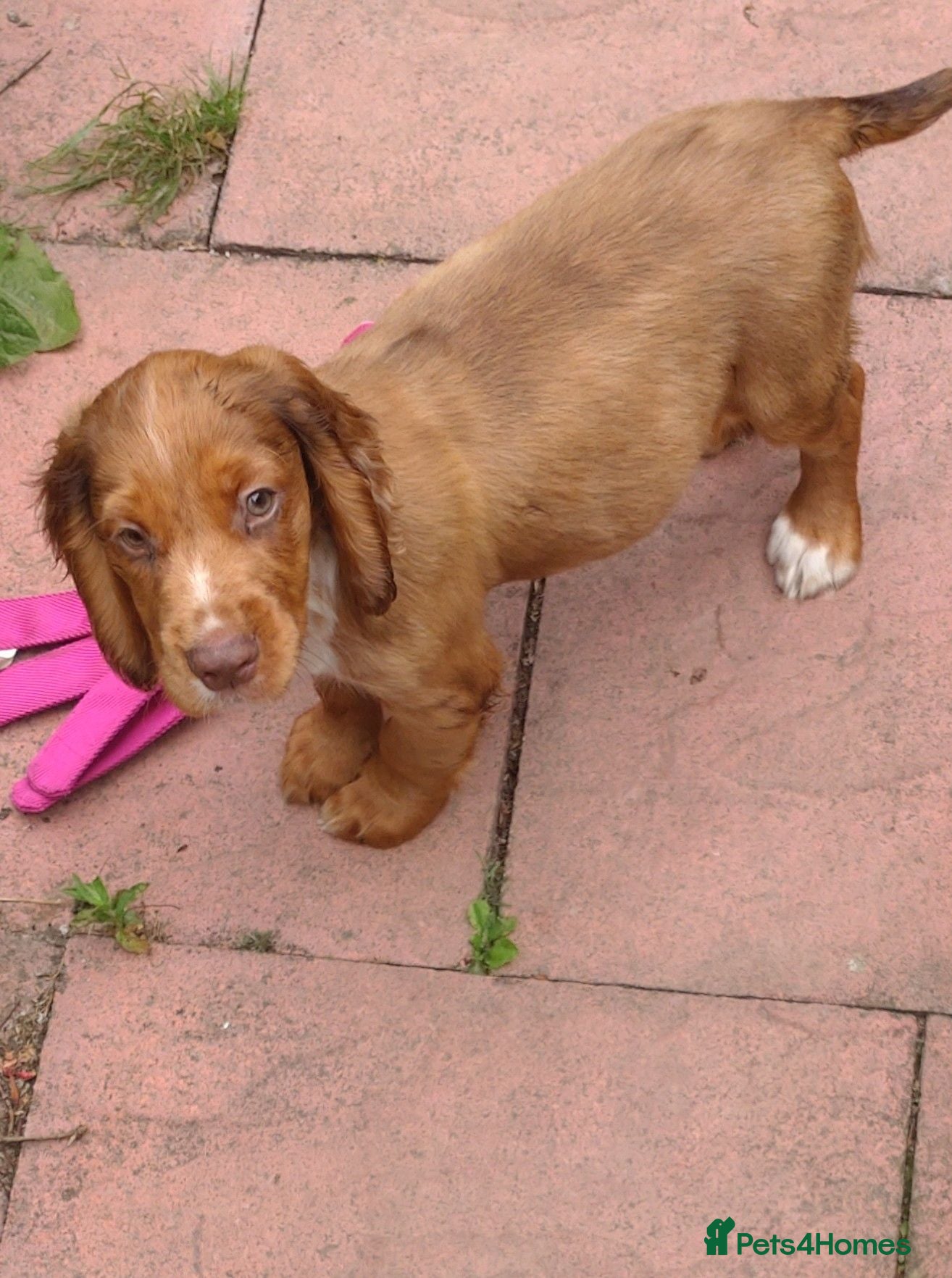 Cocker Spaniel dogs KC cocker spaniel pups. BEAUTIFUL PUPS. FULLY INOC - Advert 17