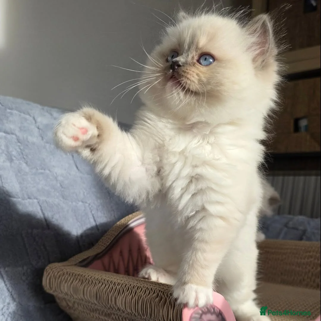 Ragdoll cats for sale: Beautiful Ragdoll Kittens Ready  - Advert 11