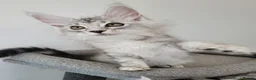 Maine Coon cats for sale: Tica registered maine coon kittens  - Advert 29