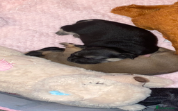Chihuahua dogs for sale: Beautiful chihuahua pups - Image 6