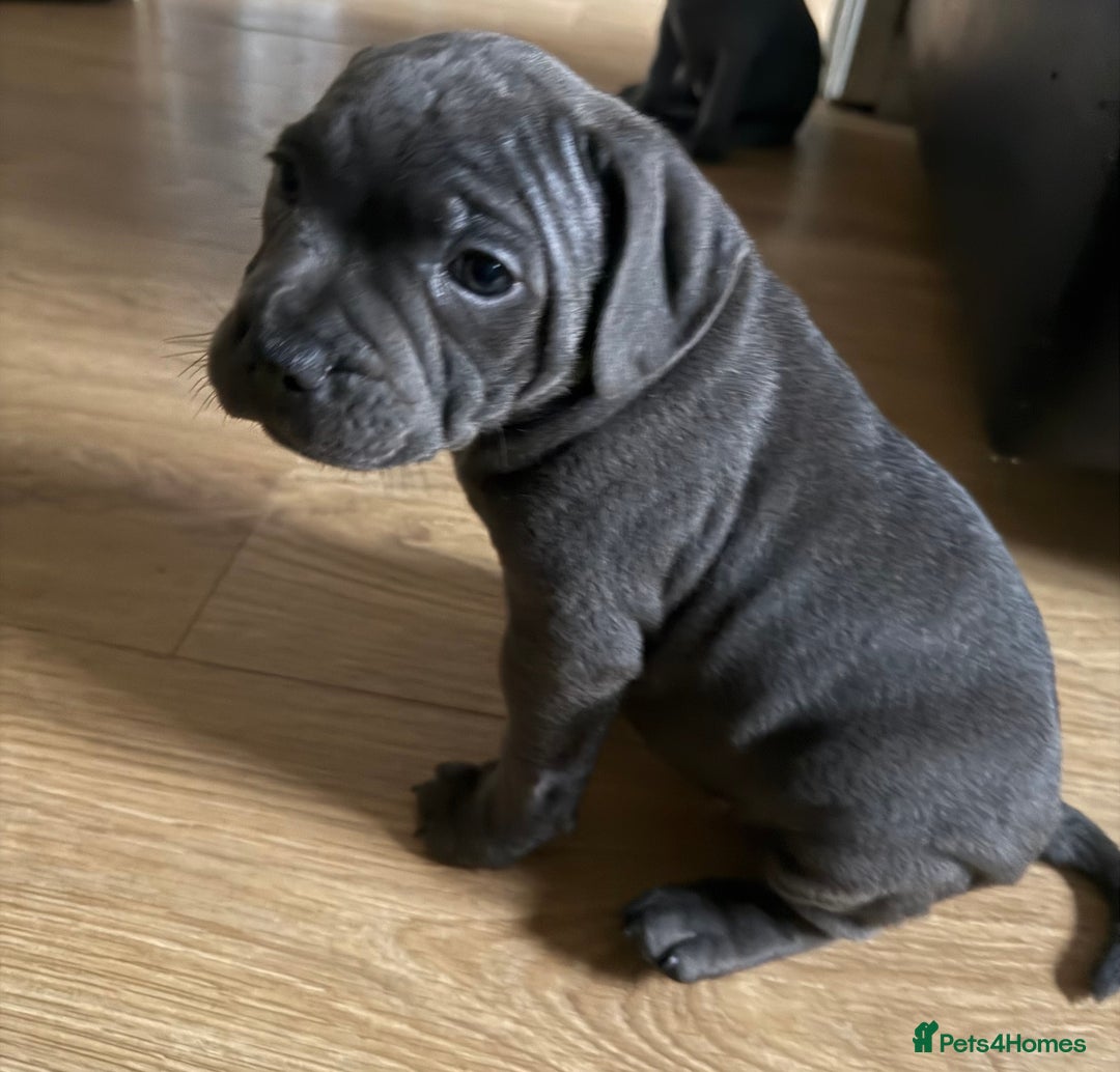 Staffordshire Bull Terrier dogs for sale: READY NOW 1 gorgeous blue staffy puppy left  - Image 4