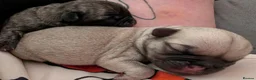 Mixed Breed dogs for sale: 5 pug mixed shihtzu ready to gofirstweekofDecember - Advert 9