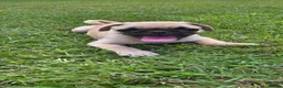 Pug dogs for sale:  Forever family pug puppies. in Bradford - Advert 10