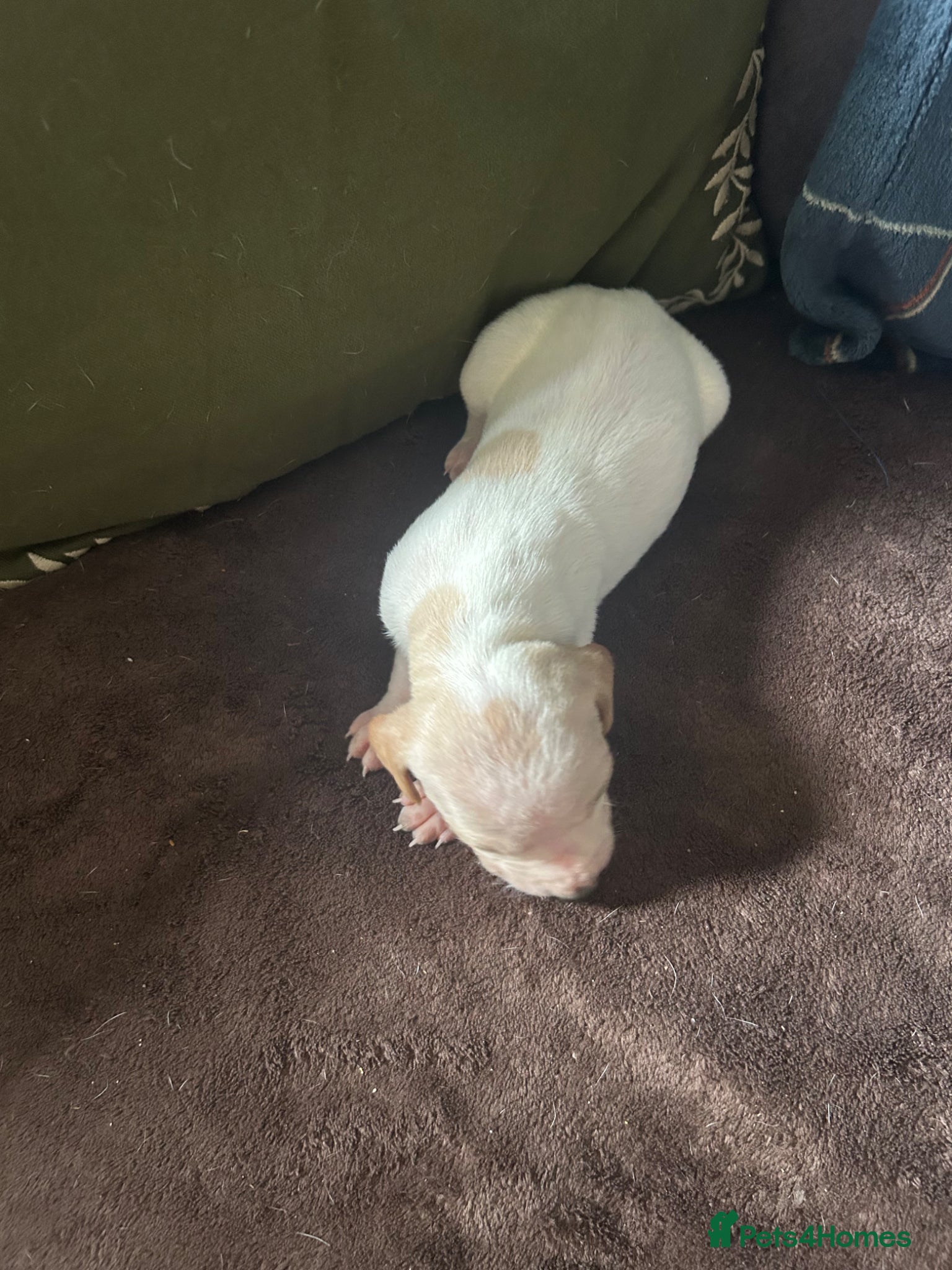 Pointer dogs for sale: KC English Pointer Puppies - Advert 33