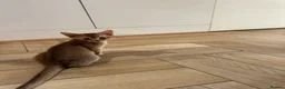 Abyssinian cats for sale: Abyssinian kittens  - Advert 31