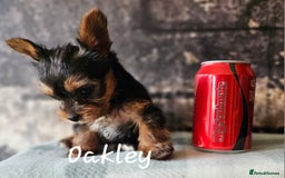 Yorkshire Terrier dogs for sale: miniature toy yorkie pups - Image 11