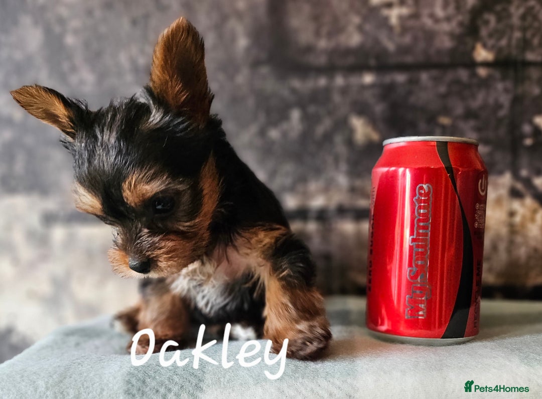 Yorkshire Terrier dogs for sale: miniature toy yorkie pups - Image 11