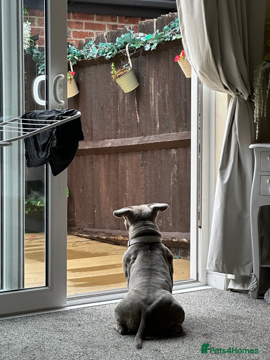 Staffordshire Bull Terrier dogs for sale: Beautiful Blue Staffy Girl Remi 🩷 - Image 6