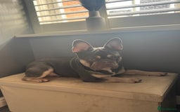 French Bulldog dogs for sale: French bulldog  - Image 7