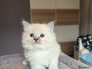 Ragdoll cats GCCF Ragdoll kittens for sale - Advert 12