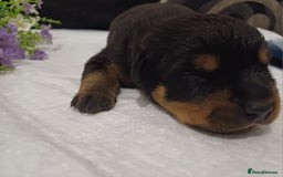 Rottweiler dogs for sale: Purebred Rottweiler Puppies Family Raised! 🐾 - Image 9