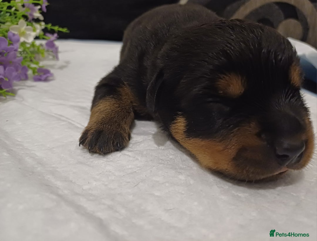 Rottweiler dogs for sale: Purebred Rottweiler Puppies Family Raised! 🐾 - Image 9
