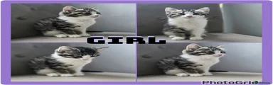 Mixed Breed 3