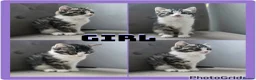 Mixed Breed cats for sale: X4 gorgeous kittens available - Advert 7
