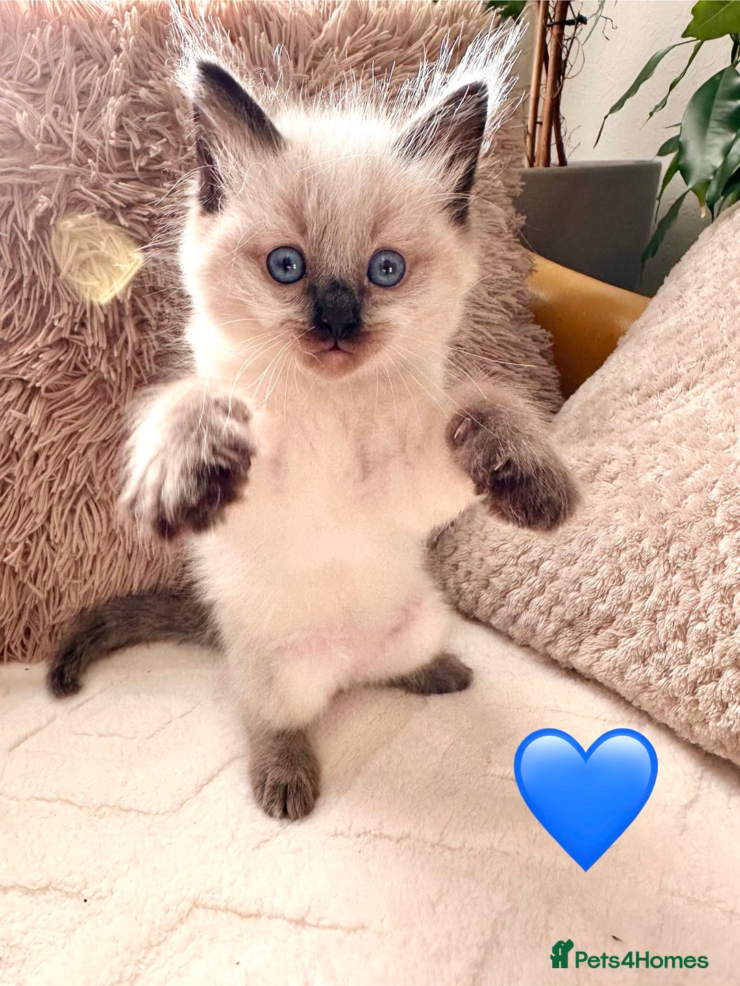 Ragdoll cats for sale: 🩷🌸7 weeks🌸6 Purebred Ragdoll🌸🩷 - Advert 17