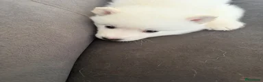 Siberian Husky 5