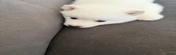 Siberian Husky dogs for sale: Siberian husky puppies - Advert 33